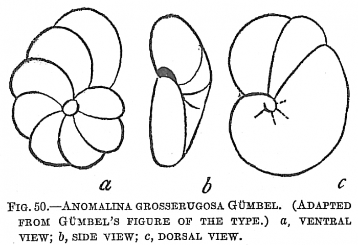 Anomalina grosserugosa