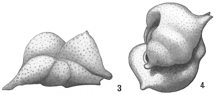 Anomalina polymorpha Anomalina polymorpha
