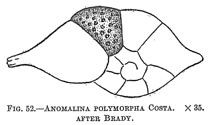 Anomalina polymorpha Anomalina polymorpha