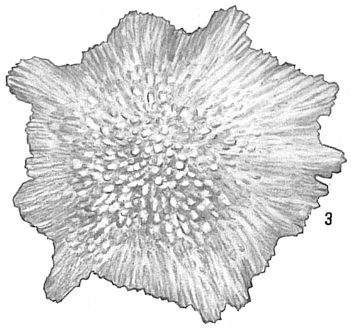Calcarina hispida Calcarina hispida