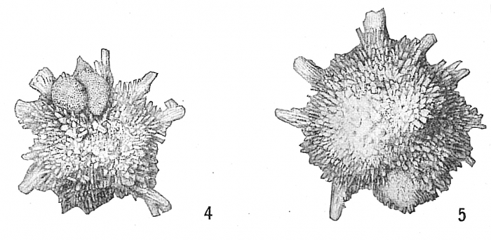 Calcarina hispida