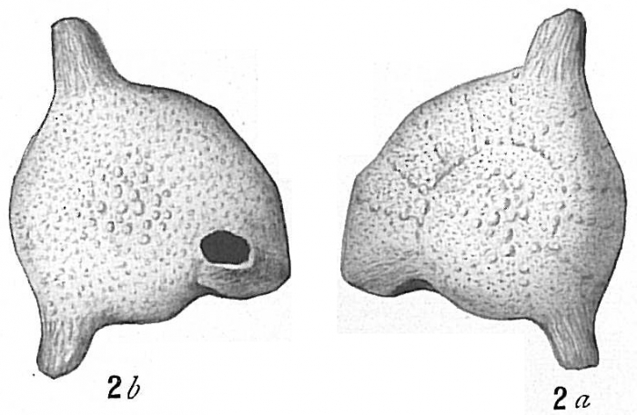 Calcarina spengleri Calcarina spengleri