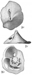 Chromista - Foraminifera (foraminifers)