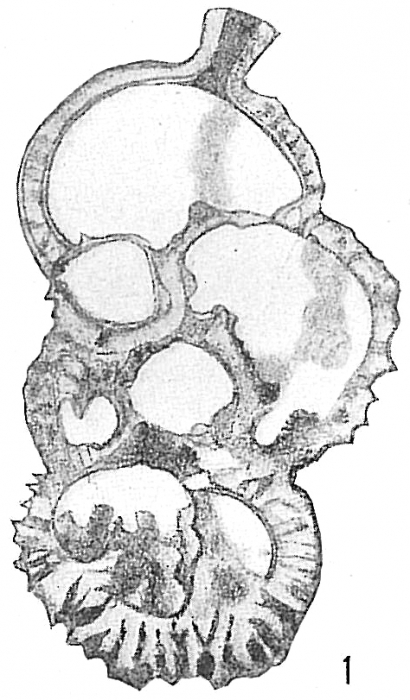 Carpenteria proteiformis