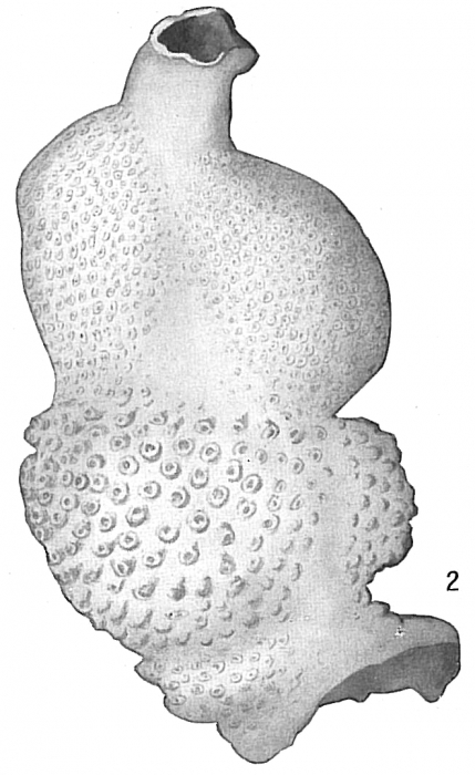 Carpenteria proteiformis