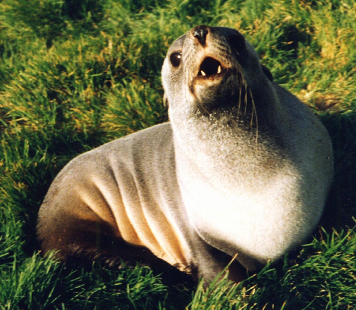 Sub-Antarctic fur seal Sub-Antarctic fur seal