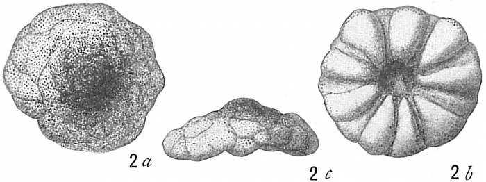 Cymbalopora poeyi bradyi Cymbalopora poeyi bradyi