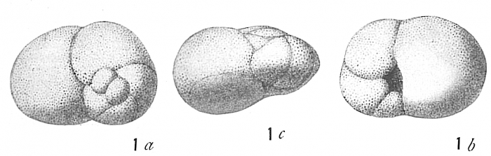 Discorbis allomorphinoides sensu Cushman (not Reuss)