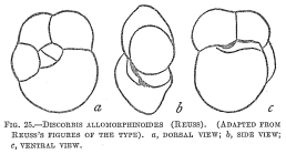 Discorbis allomorphinoides sensu Cushman (not Reuss)
