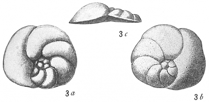 Discorbis bertheloti Discorbis bertheloti