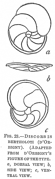 Discorbis bertholoti Discorbis bertholoti