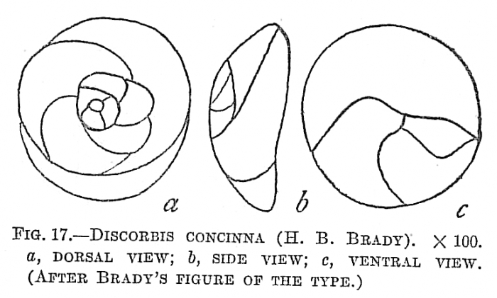 Discorbis concinna