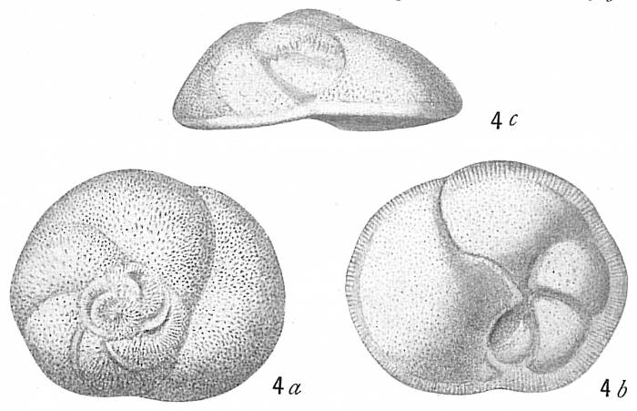 Discorbis globularis