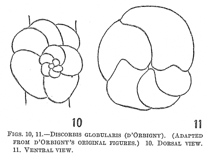 Discorbis globularis