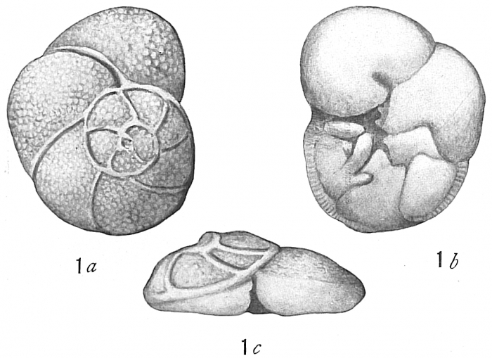 Discorbis globularis bradyi