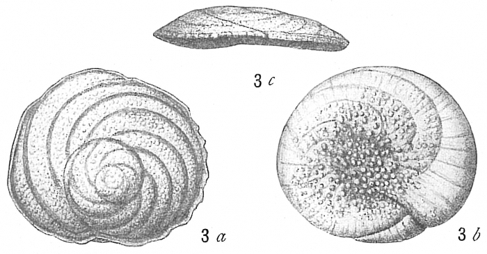 Discorbis opercularis