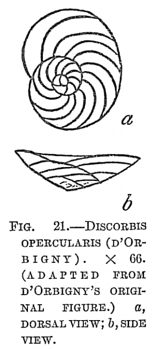 Discorbis opercularis