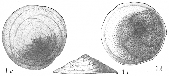 Discorbis orbicularis Discorbis orbicularis