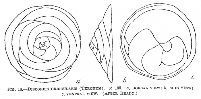 Discorbis orbicularis Discorbis orbicularis