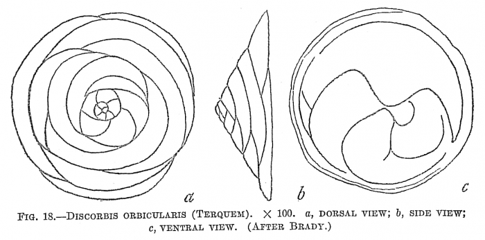 Discorbis orbicularis