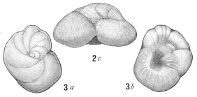Discorbis pulvinulinoides
