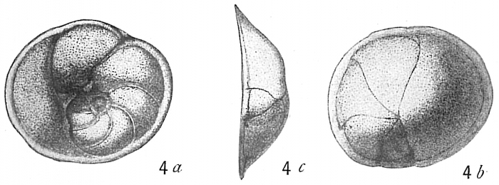 Discorbis rarescens