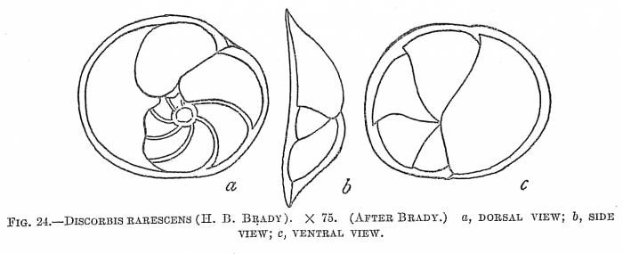 Discorbis rarescens