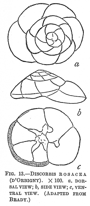 Discorbis rosacea (after Brady, 1884) = Strebloides advena (Cushman, 1922) sensu Jones, 1994 = unknown sensu Hayward pers. comm. (2023) Discorbis rosacea (after Brady, 1884) = Strebloides advena (Cushman, 1922) sensu Jones, 1994 = unknown sensu Hayward pers. comm. (2023)