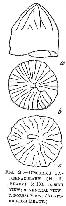 Discorbis tabernacularis Discorbis tabernacularis