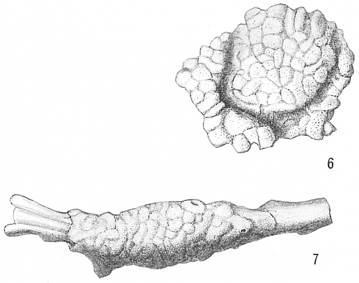 Gypsina inhaerens Gypsina inhaerens
