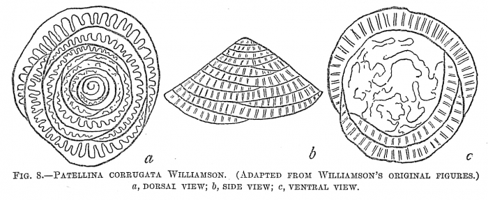 Patellina corrugata Patellina corrugata