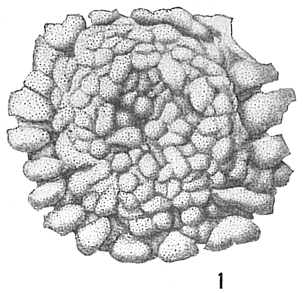 Planorbulina acervalis