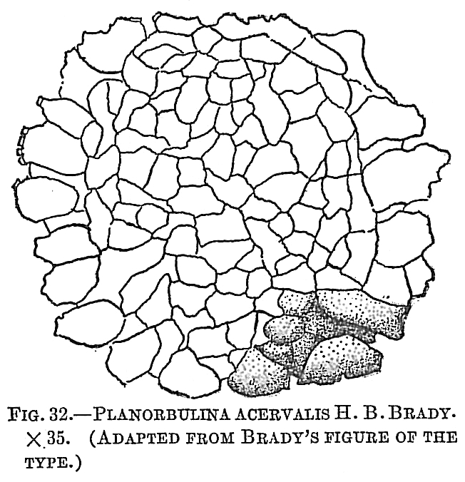 Planorbulina acervalis