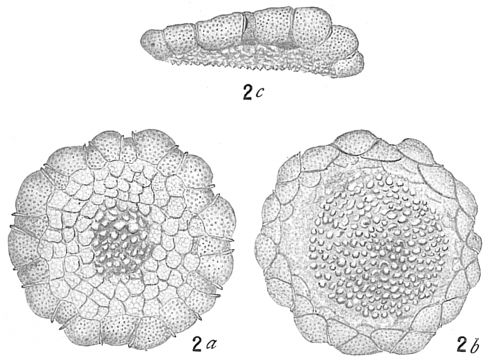 Planorbulina larvata