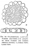 Planorbulina larvata