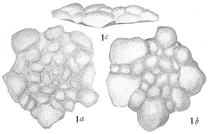 Planorbulina mediterranensis