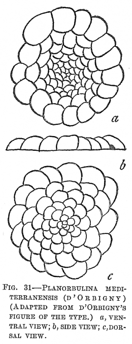 Planorbulina mediterranensis