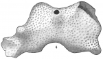 Polytrema miniaceum