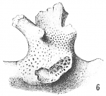 Polytrema miniaceum