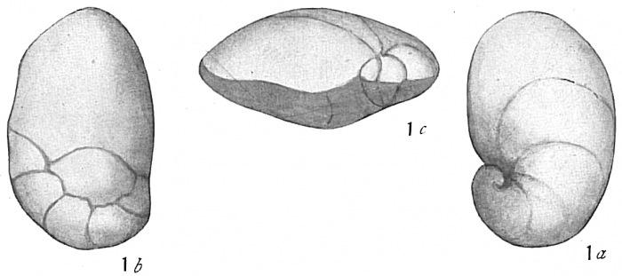 Pulvinulina auricula