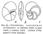 Pulvinulina canariensis