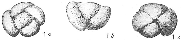 Pulvinulina crassa