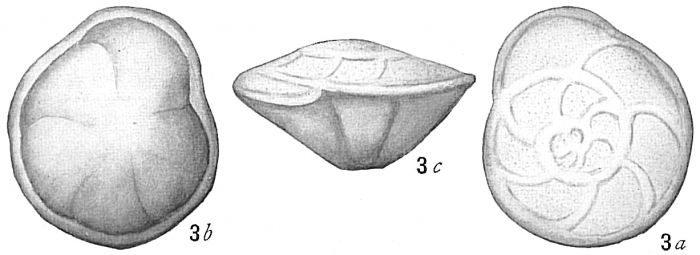 Pulvinulina elegans Pulvinulina elegans