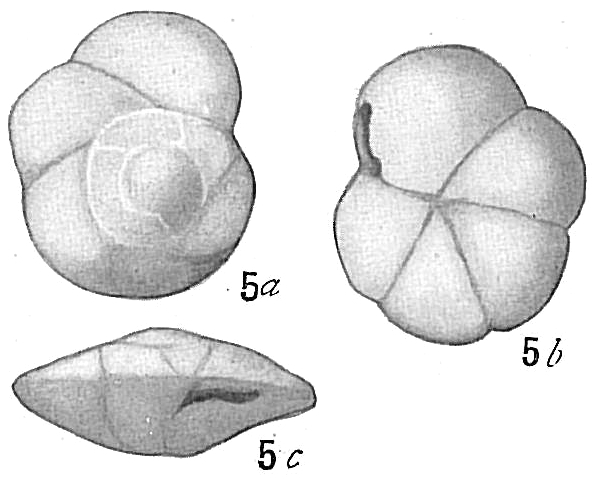 Pulvinulina exigua Pulvinulina exigua