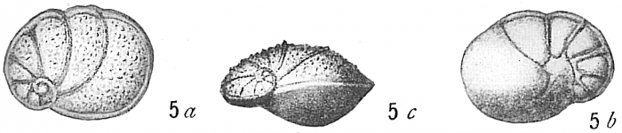 Pulvinulina oblonga scabra Pulvinulina oblonga scabra
