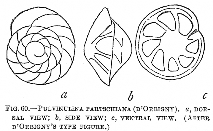 Pulvinulina partschiana