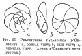 Chromista - Foraminifera (foraminifers)