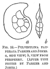 Pulvinulina pauperata