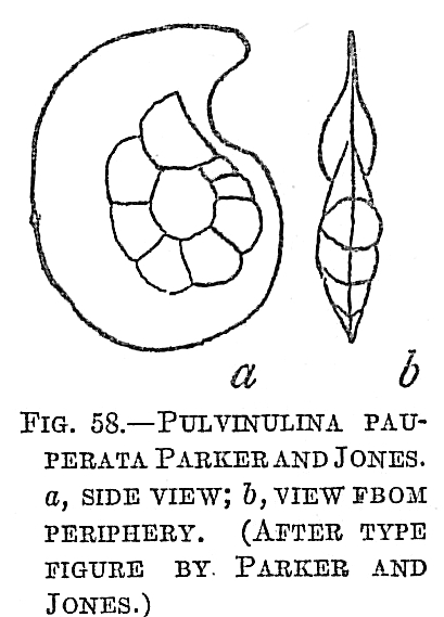 Pulvinulina pauperata Pulvinulina pauperata