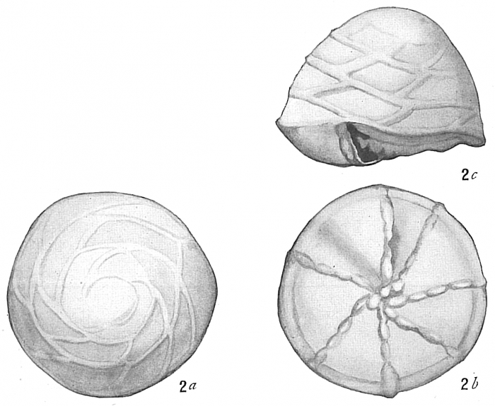 Pulvinulina procera